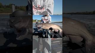 James Lindner catches a nice Channel Catfish while fishing the Red River. #fishing #shorts #catfish
Follow us on Facebook:
➡️ https://www.facebook.com/LindnersAnglingEdge
Follow us on Instagram:
➡️ https://www.instagram.com/lindnersanglingedge/
Our website with all things Angling Edge:
➡️ https://anglingedge.com/
FishHead TV, long format fishing content, and vintage old-school fishing videos:
➡️ https://fishhead.tv/
▬▬▬▬▬▬▬ ✔ CHECK OUT OUR STORE ✔ ▬▬▬▬▬▬▬ Hats, shirts, DVDs, books, decals and more: https://goo.gl/SlRKRh
⚑ SUBSCRIBE ⚑
Never miss a video; subscribe to our YouTube channel for instant updates:
https://goo.gl/hBaeb8 James Lindner catches a nice Channel Catfish while fishing the Red River. #fishing #shorts #catfish