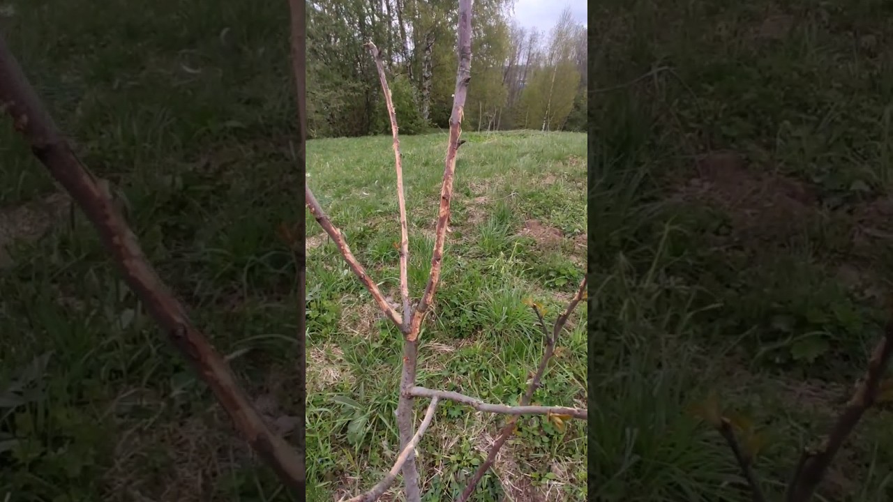 плодовые после зимовки 