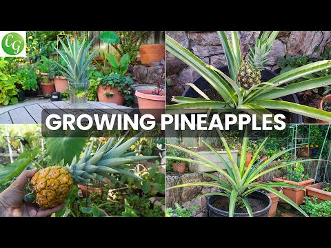 Video: Pineapple in a pot: planting, care, watering features, photo