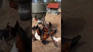 Chickens love this feeder!