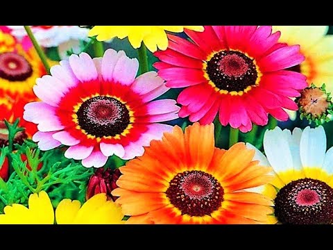 Video: Fleur-de-lis ya ajabu na maarufu