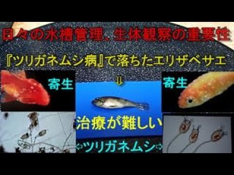 日々の水槽管理 生体の観察の重要性が判る映像 ツリガネムシ病 エプスティリス症 Youtube