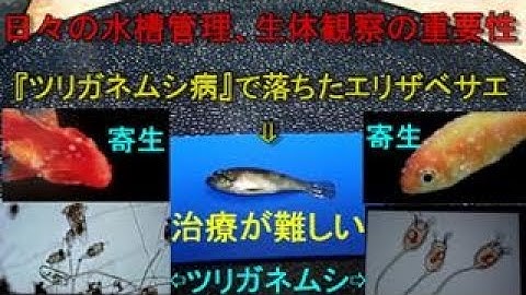 つりがねむし Youtube