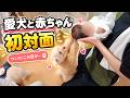 赤ちゃんを初めて見た愛犬たち。その反応は…