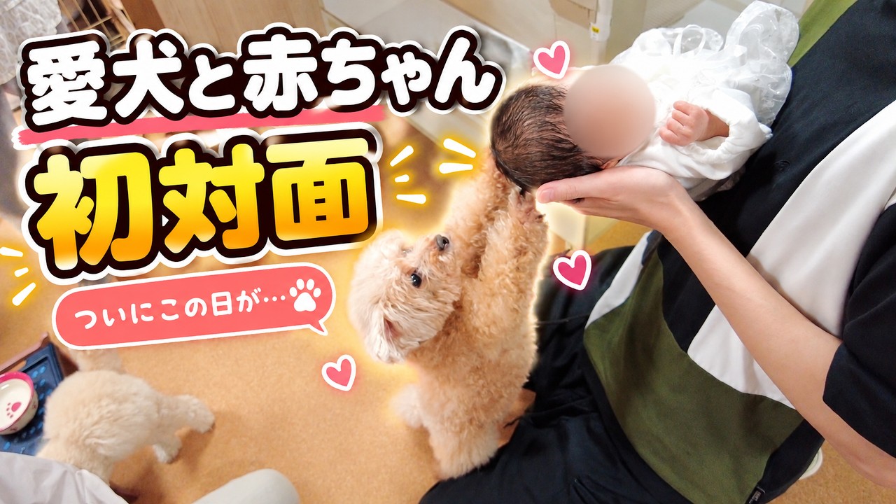 赤ちゃんを初めて見た愛犬たち。その反応は…