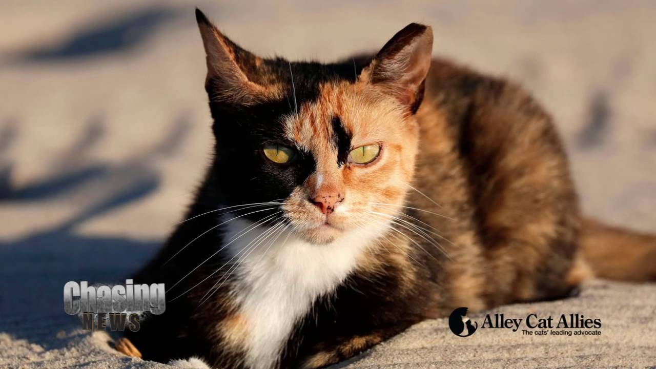 Seaside Cat-astrophe