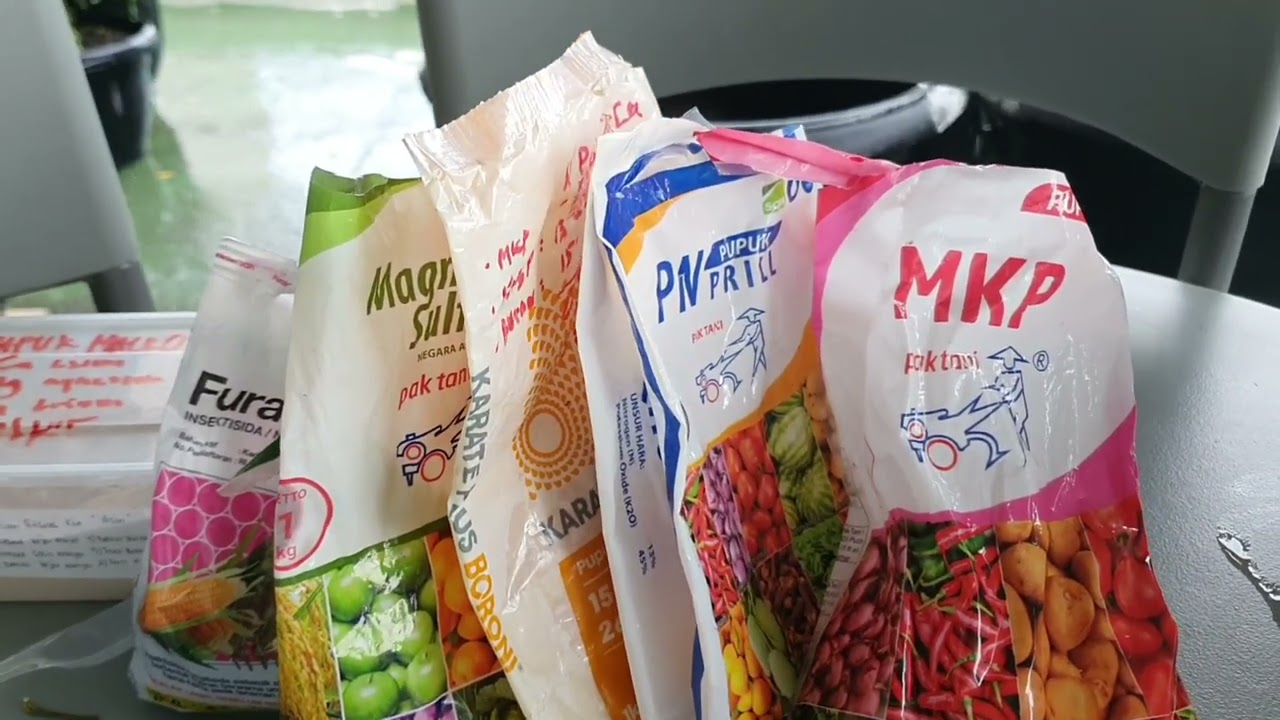 Cara pupuk anggur masa pembuahan dimusim hujan Metode isaku iki 13E1 part 1