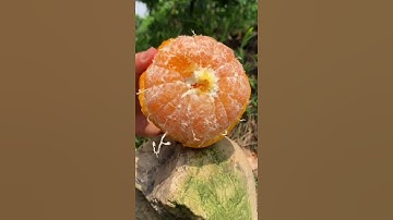 Oddly Satisfying Fresh Orange🍊( Fresh Fruit Cutting In My Farm ) How To Cut Fruit In My Farm #shorts