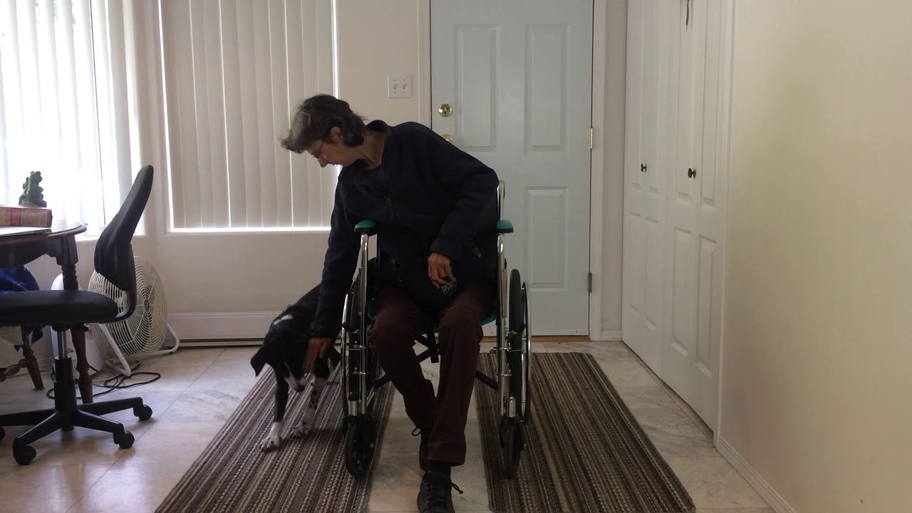Wheelchair Loose Leash Walking online self-paced class at Service Dog Training Institute!