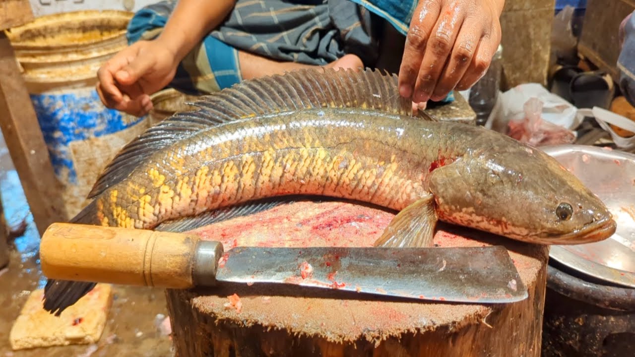 Incredible Snakehead Sola Fish Cutting Skills By Crazy Cutter | Bangladesh Fish Market
