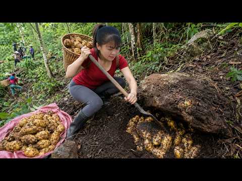 Harvesting Wild Tubers Under Rocks | Amazing Forest Find Goes To Market