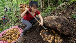 Harvesting Wild Tubers Under Rocks | Amazing Forest Find Goes To Market