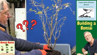 HOW to grow Bonsai from CHEAP Nursery Plants: Fuji Cherry (Part 1)