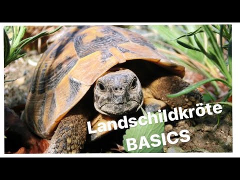 Video: Pflanzen sicher für Schildkröten – Erfahren Sie mehr über Pflanzen, die Schildkröten essen können