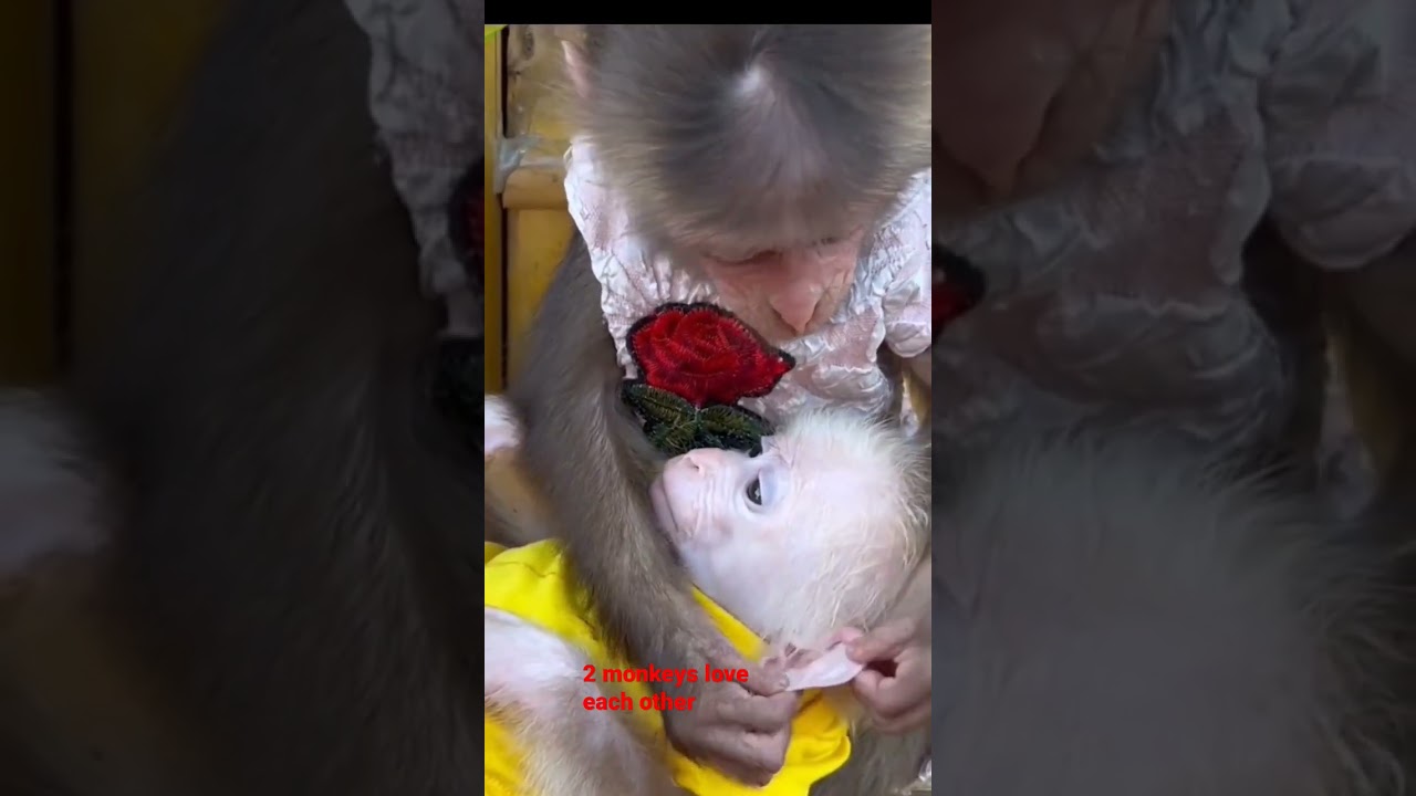 2 monkeys love each other 