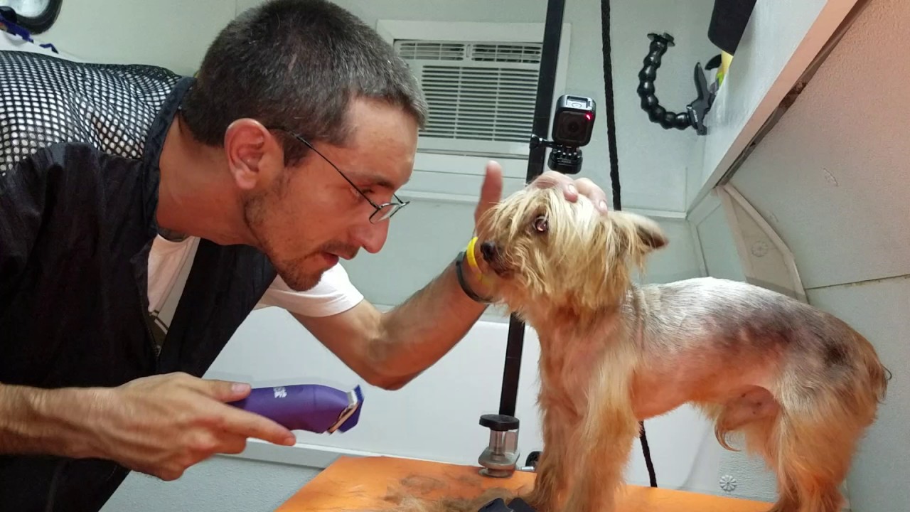 Time Lapse Grooming Chase, Scrappy Coco Mobile Grooming Service YouTube