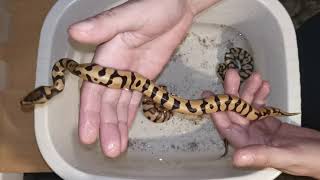 #2-21 od pastel enchi vanilla x microscale