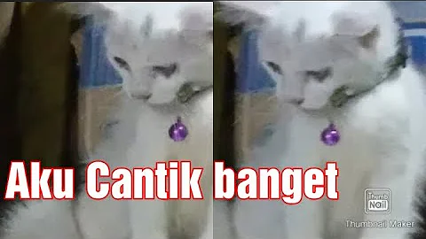 Watch the video about Kucing persia medium !! cute white kitten #2022 !! anak kucing putih lucu #1