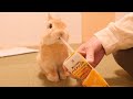 初めて果汁100%を飲んだムギですが....実はこれには訳があったんです....【No.749】