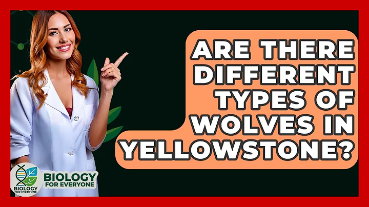 Are There Different Types Of Wolves In Yellowstone? - Biology For Everyone
