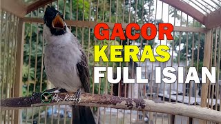 KUTILANG GACOR DOR, GACOR KERAS FULL ISIAN, BIKIN KUTILANG BISU LANGSUNG SEKETIKA GACOR ROPEL