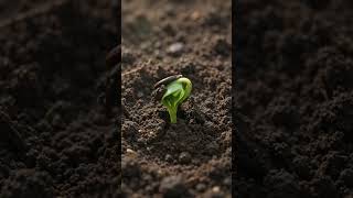 How to Germinate Watermelon Seeds FAST (100% Success!)