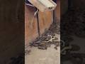 Poisonous Snake Farming Snake Farming Shorts
