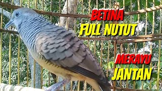 Suara Perkutut BETINA Merayu JANTAN || The sound of a FEMALE Turtle Dove Seducing a MALE