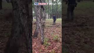 Police Corral And Relocate 400-pound Alligator In North Carolina