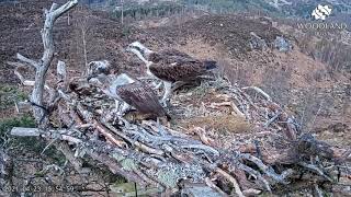 Is this emaciated unringed female Aila the Loch Arkaig Osprey? Events  of 15.4816.19 on 23 Apr 2021