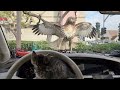 Kitten almost eaten by hawk