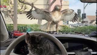 KITTEN ALMOST EATEN BY HAWK