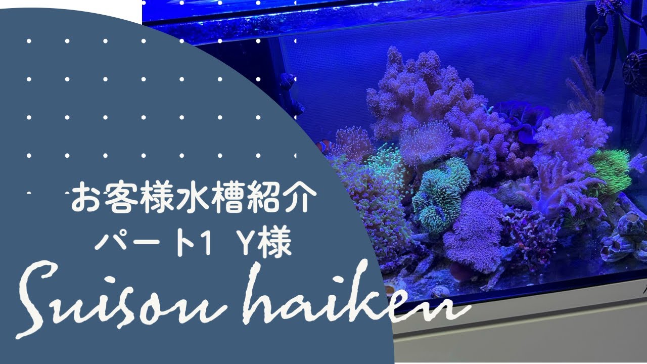 お客様水槽紹介パート1　東京都Y様　2023年３月水槽設置
