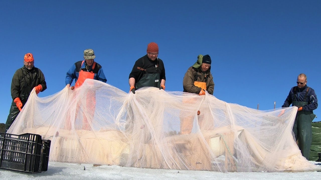Talvinuotalla Saimaalla, Winterfish with a seine in the lake Saimaa