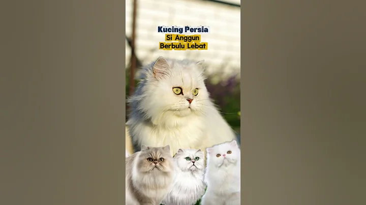Video 11630141: persian cat breed, cat animals