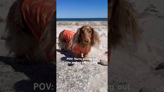 What do you think?! #dachshund #dog #puppy #dachshundpuppy #shorts #summer #dogclothes #beach