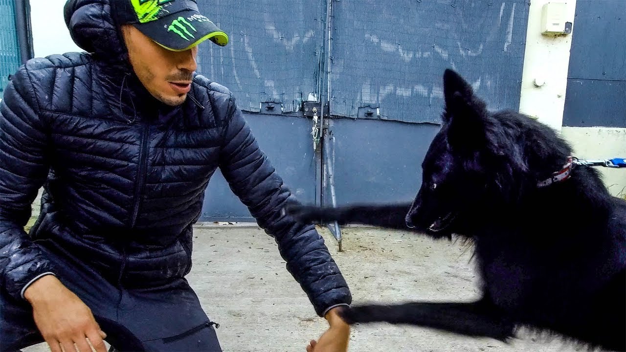 Berger Groenendael Agressif Avec Humain Prise En Mains Chien Agressif