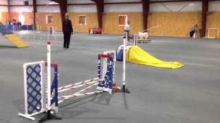 Pixie AKC Std Q 3/5/16