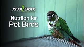 Nutrition for Pet Birds