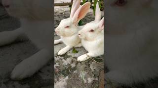 Rabbit vS Jerman seaford|Sad|#shortsvideo #shortsfeed