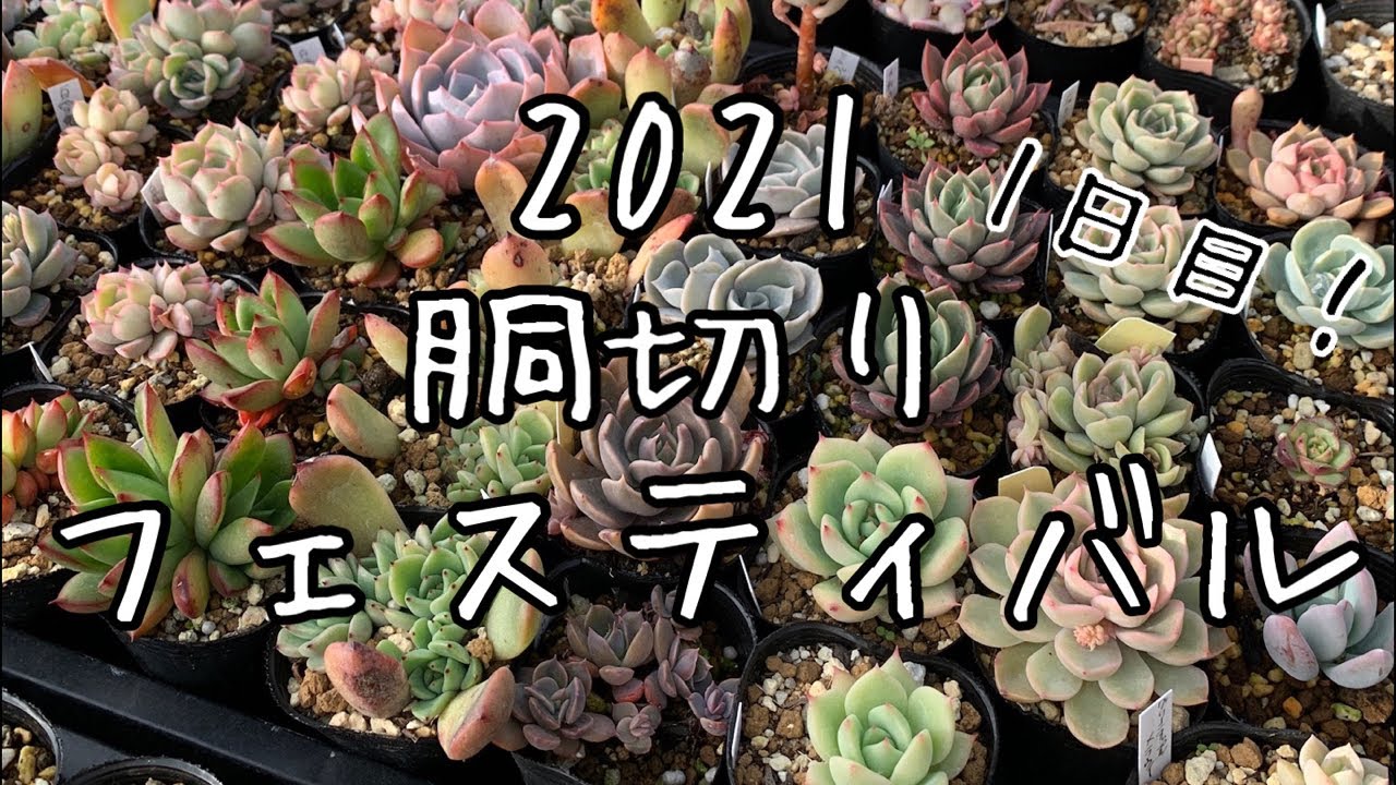 多肉植物 21胴切りフェスティバル会場1日目 Youtube