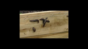 Slugs mulling around electric fence #shorts #raisedbed #raisedbedgardening