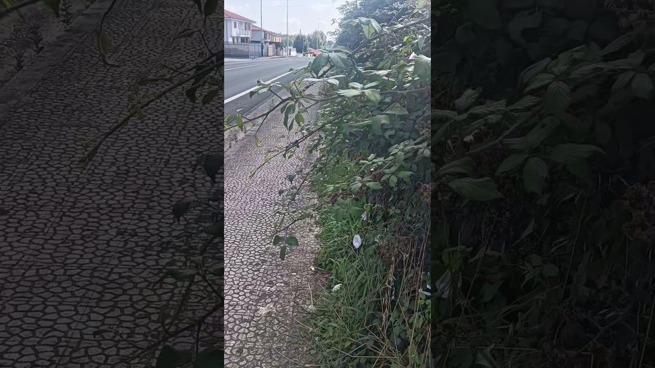 ASÍ ESTAN LAS ACERAS DE LA VEGUILLA EN EL MUNICIPIO DE REOCIN CANTABRIA ESPAÑA.