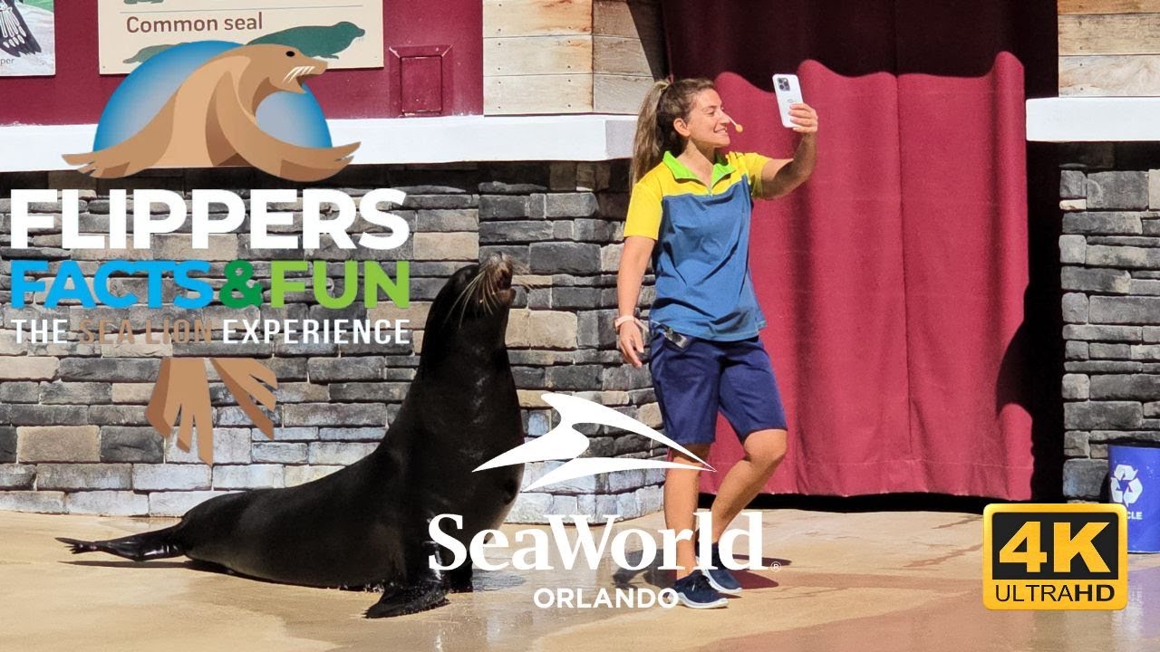 🦭 Flippers, Facts, and Fun! | The Sea Lion Experience | SeaWorld Orlando 2025 | 4K
