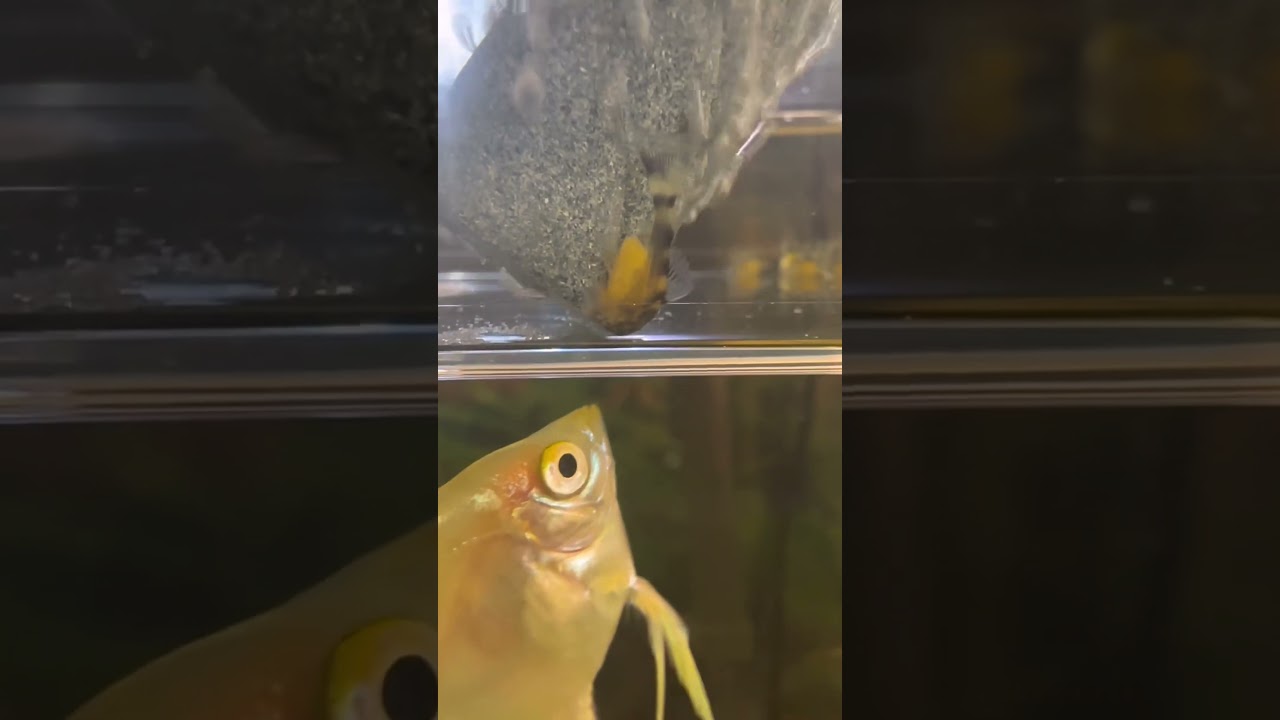 Spa Day Bliss: Cute Pleco Fish Unwinds in Underwater Luxury!