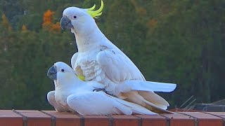 Sweet and Funny Cockatoo Love - Unedited Version