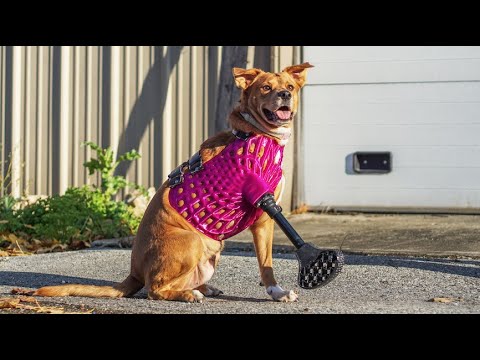 Video: Ako jeden podnikavý chlapec financoval záchranné služby psa, ktorý potrebuje