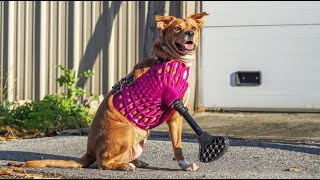 3D Printed Prosthetics and Carts for dogs at 3DPets!