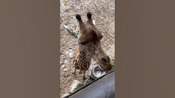 GIRAFFE SOUNDS