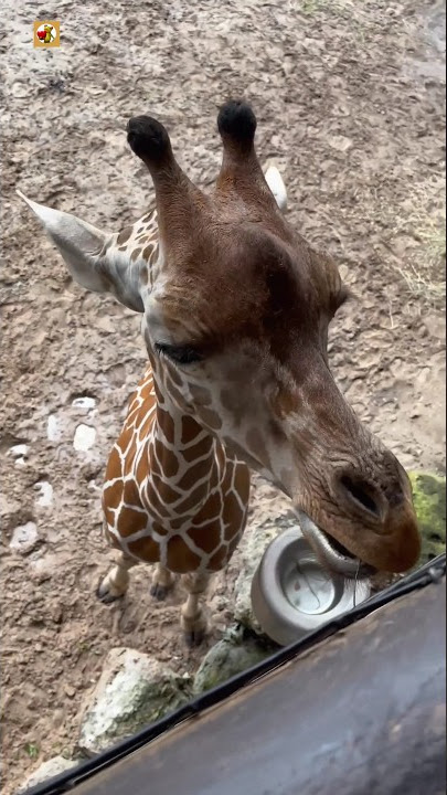 GIRAFFE SOUNDS